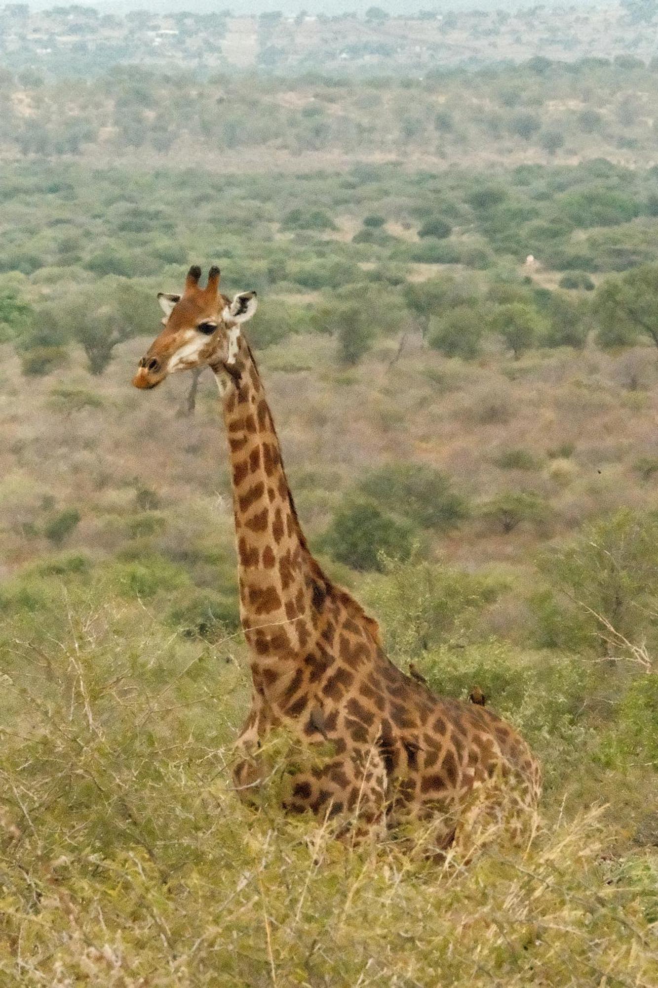 Africamps At White Elephant Safaris Pongola Eksteriør bilde