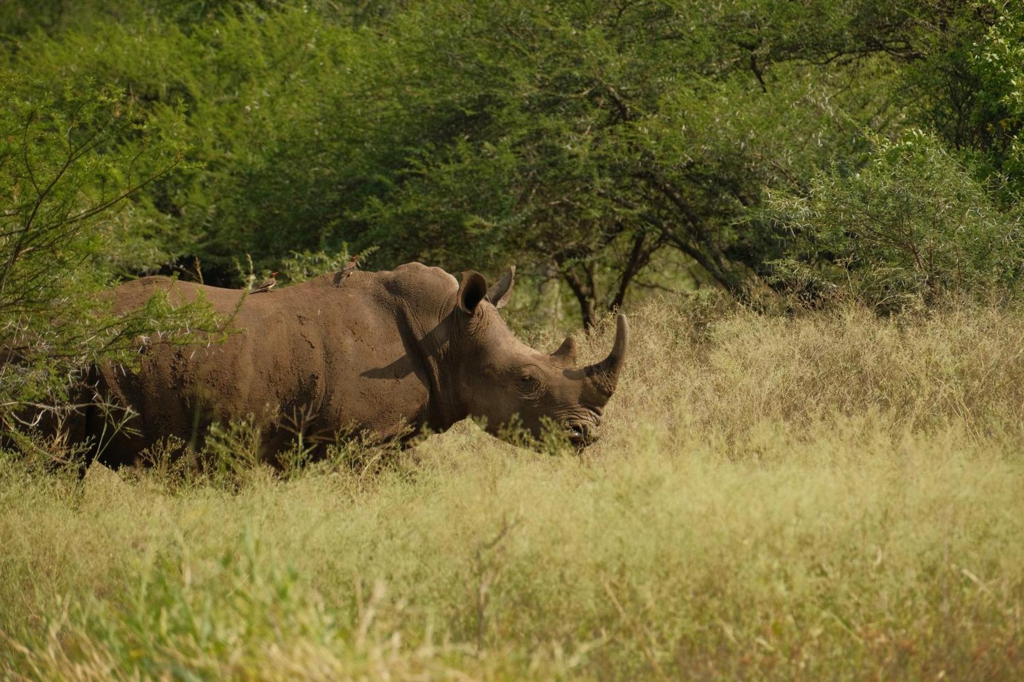 Africamps At White Elephant Safaris Pongola Eksteriør bilde