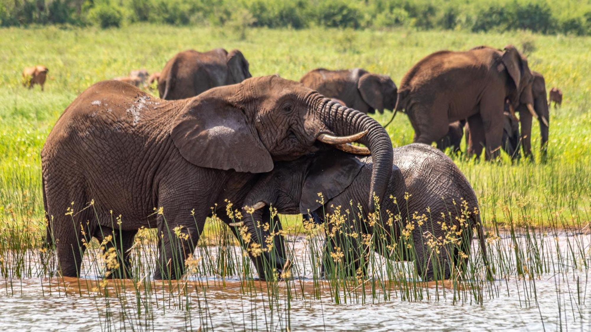 Africamps At White Elephant Safaris Pongola Eksteriør bilde