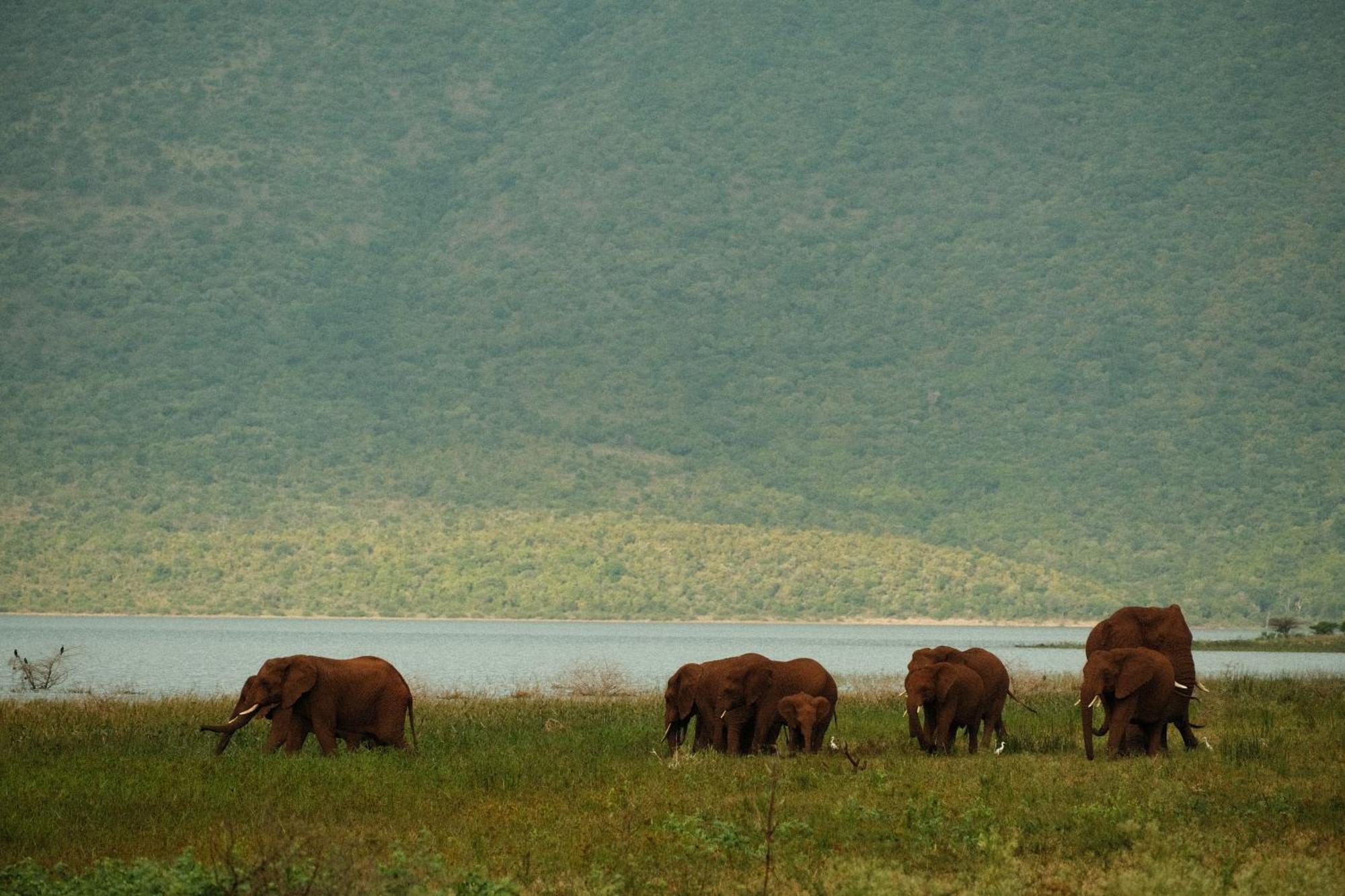 Africamps At White Elephant Safaris Pongola Eksteriør bilde