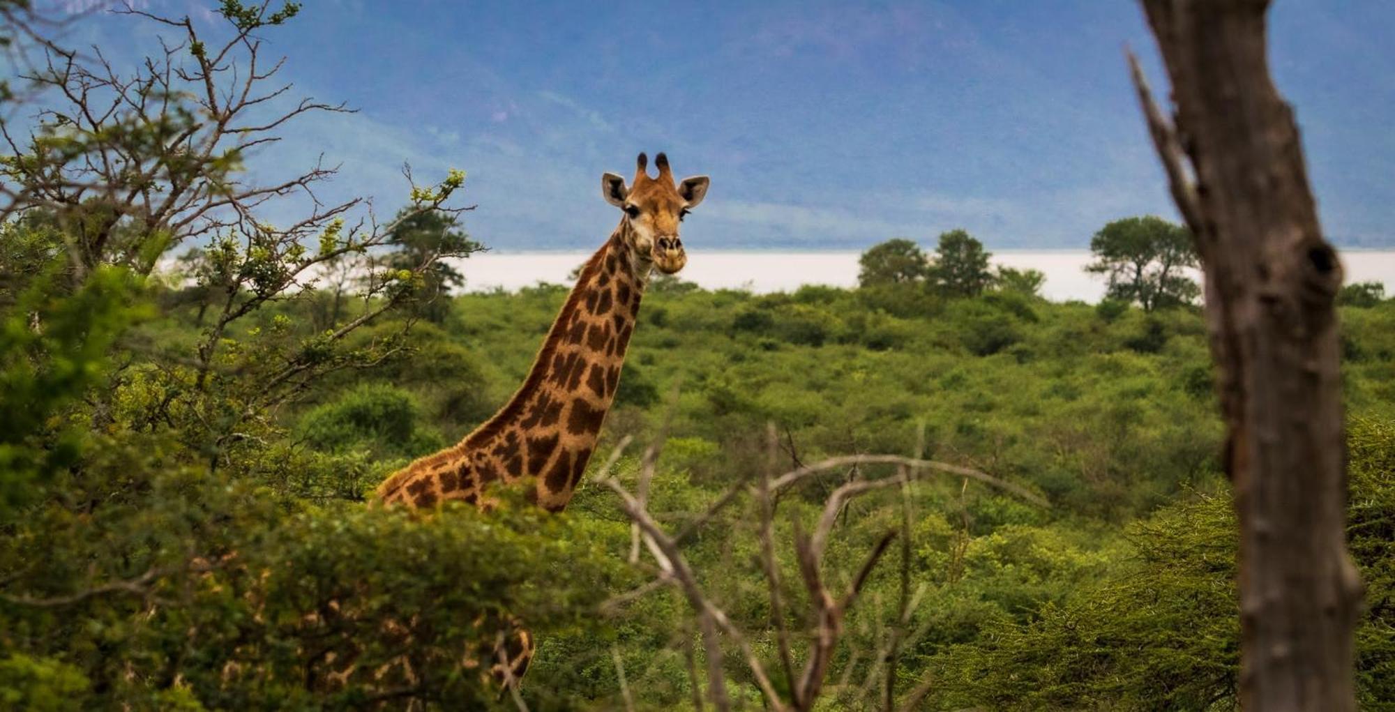 Africamps At White Elephant Safaris Pongola Eksteriør bilde